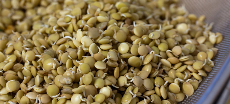 sprouting-lentils
