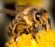 A close up of a honeybee sucking pollen from a flower.