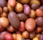 Does the Potato Diet Really Work?