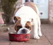 A Guide to a Raw Food Diet for Dogs